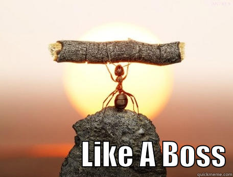 A True Boss!!!! -                 LIKE A BOSS Misc