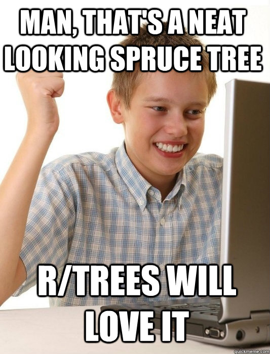 Man, that's a neat looking spruce tree R/TREES WILL LOVE IT - Man, that's a neat looking spruce tree R/TREES WILL LOVE IT  First Day on the Internet Kid