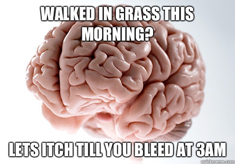 Walked in grass this morning? Lets itch till you bleed at 3am  Scumbag Brain