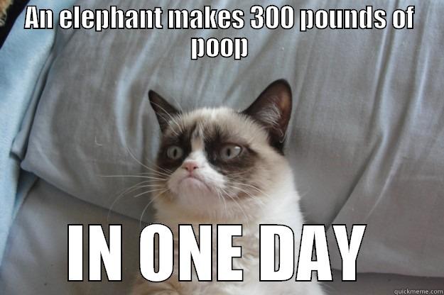 AN ELEPHANT MAKES 300 POUNDS OF POOP IN ONE DAY Grumpy Cat