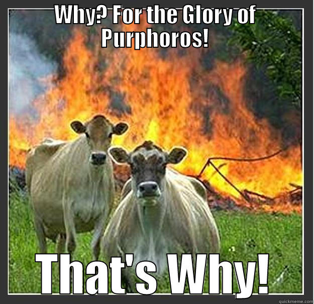 WHY? FOR THE GLORY OF PURPHOROS! THAT'S WHY! Evil cows