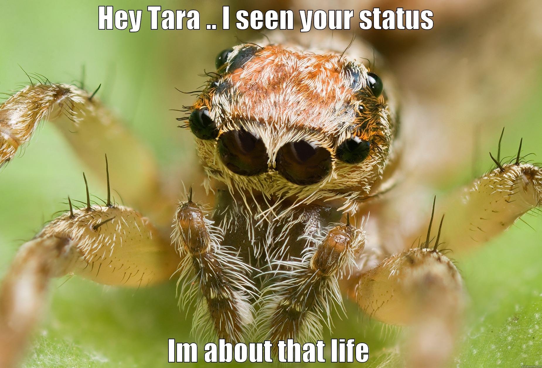 spider be like - HEY TARA .. I SEEN YOUR STATUS  IM ABOUT THAT LIFE Misc