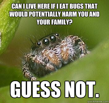 Can I live here if I eat bugs that would potentially harm you and your family? guess not.  Misunderstood Spider