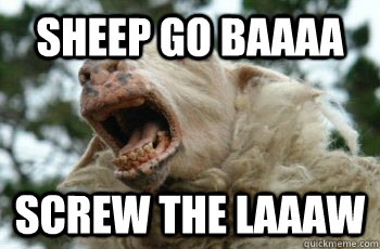 Sheep Go Baaaa Screw the laaaw - Sheep Go Baaaa Screw the laaaw  sheep go baaa