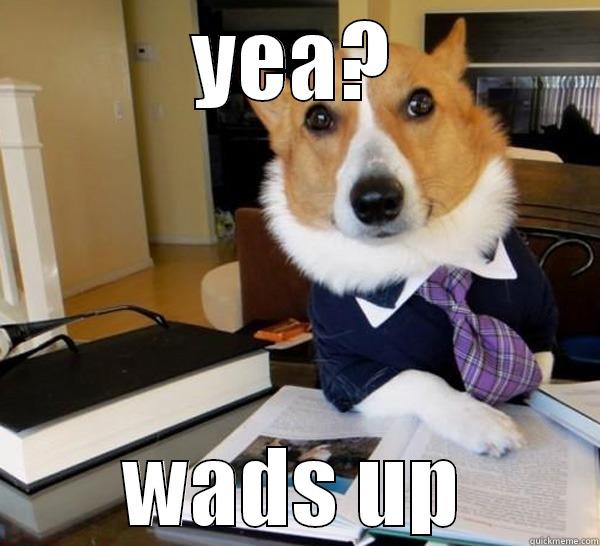 YEA? WADS UP Lawyer Dog