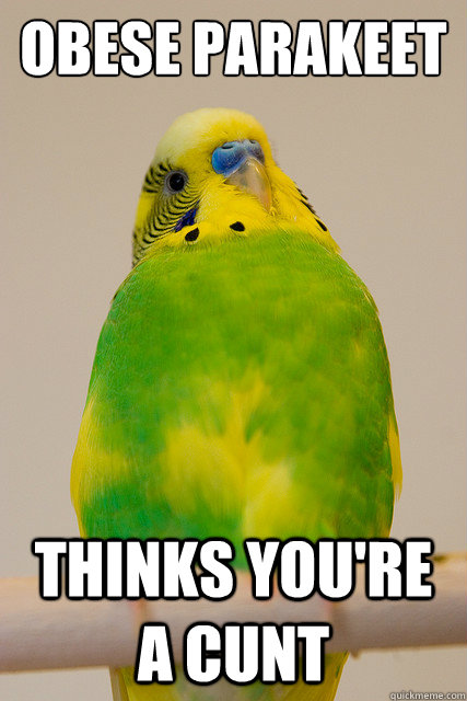 OBESE PARAKEET THINKS YOU'RE A CUNT - OBESE PARAKEET THINKS YOU'RE A CUNT  Obese Parakeet