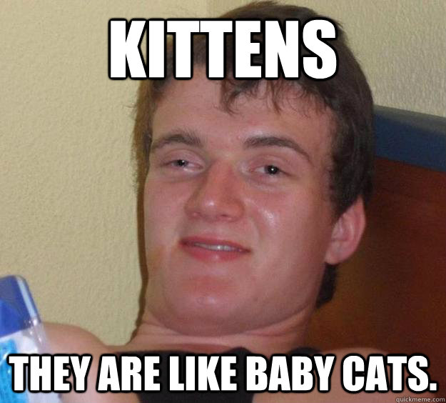 Kittens They are like baby cats. - Kittens They are like baby cats.  10 Guy