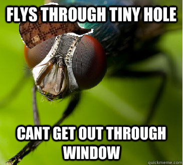 Flys through tiny hole cant get out through window  Scumbag Fly
