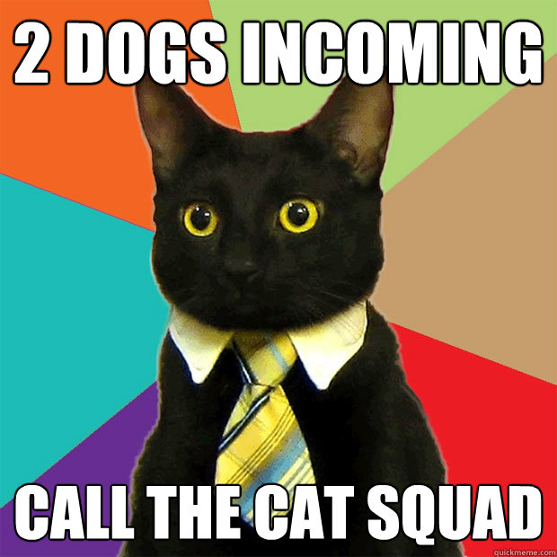 2 Dogs incoming Call the cat Squad  Business Cat