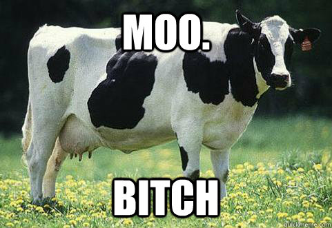 moo. bitch  Next Meme Sensation Cow