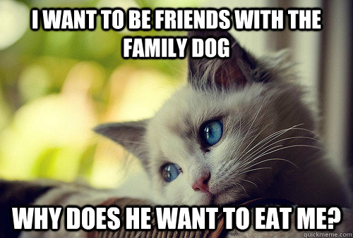 I want to be friends with the family dog why does he want to eat me?  First World Problems Cat