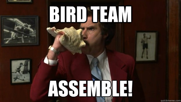 BIRD TEAM ASSEMBLE!  News team Assemble