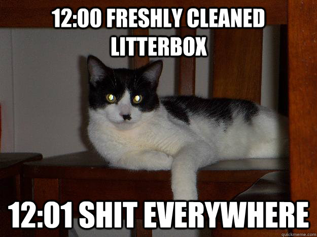 12:00 freshly cleaned litterbox 12:01 shit everywhere  