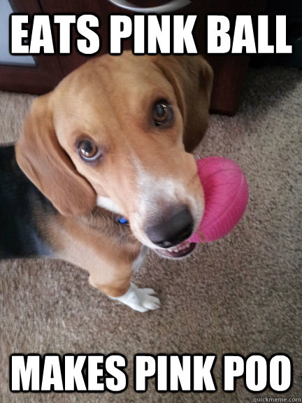 eats pink ball makes pink poo - eats pink ball makes pink poo  beagle love