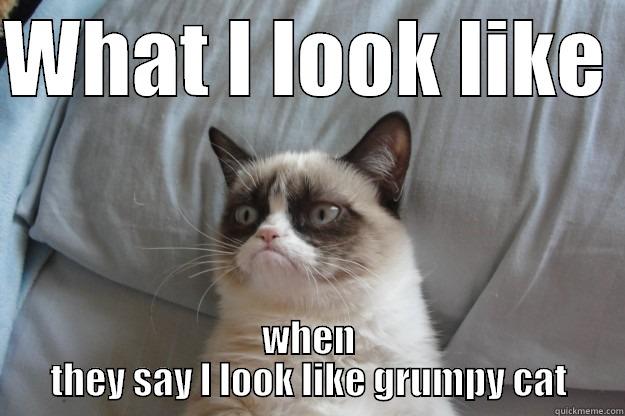 WHAT I LOOK LIKE  WHEN THEY SAY I LOOK LIKE GRUMPY CAT Grumpy Cat