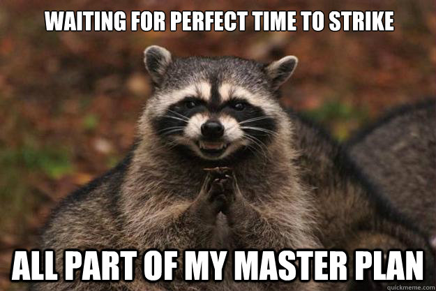 Waiting for perfect time to strike All part of my master plan  Evil Plotting Raccoon