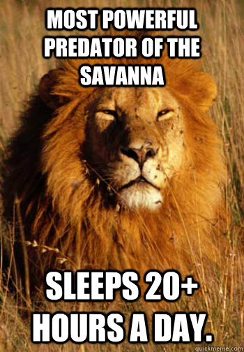 Most powerful predator of the savanna Sleeps 20+ hours a day. - Most powerful predator of the savanna Sleeps 20+ hours a day.  Lazy Lion