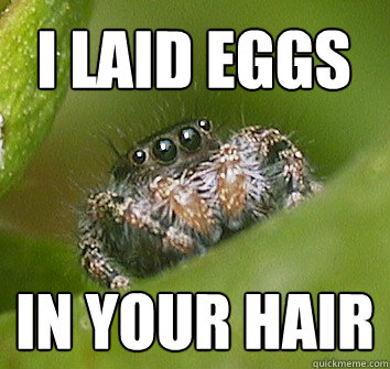 I laid eggs in your hair  Misunderstood Spider