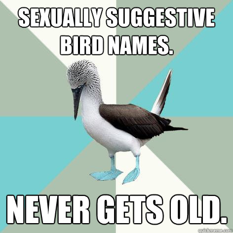 Sexually suggestive bird names. Never gets old.  