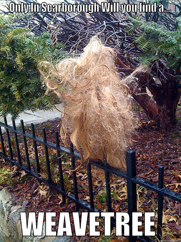 Scarborough Tumbleweave - ONLY IN SCARBOROUGH WILL YOU FIND A... WEAVETREE Misc