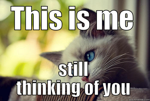 THIS IS ME STILL THINKING OF YOU First World Problems Cat