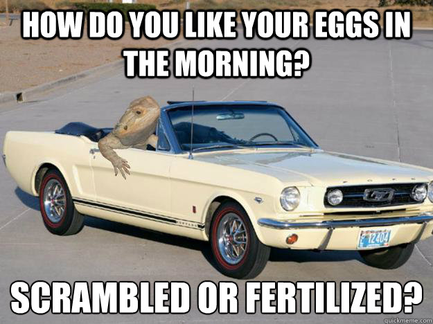 How do you like your eggs in the morning? scrambled or fertilized?
 - How do you like your eggs in the morning? scrambled or fertilized?
  Pickup Dragon