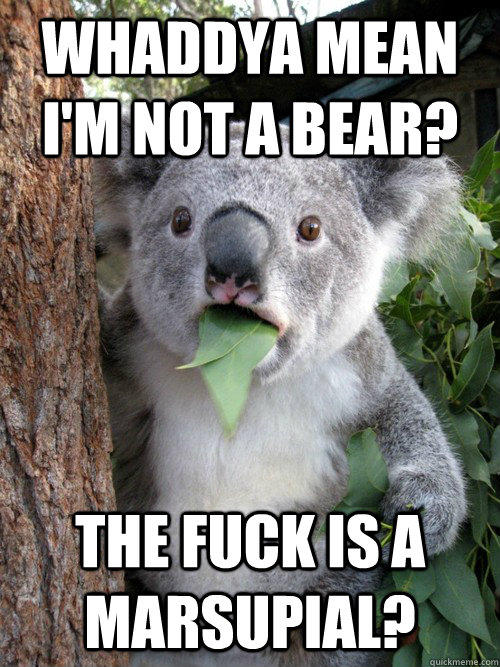 Whaddya mean I'm not a bear? the fuck is a marsupial?  