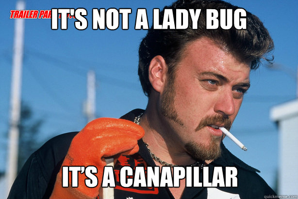 It's not a lady bug it’s a canapillar  Ricky Trailer Park Boys