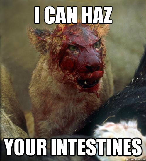 I CAN HAZ YOUR INTESTINES  Insanity Cat