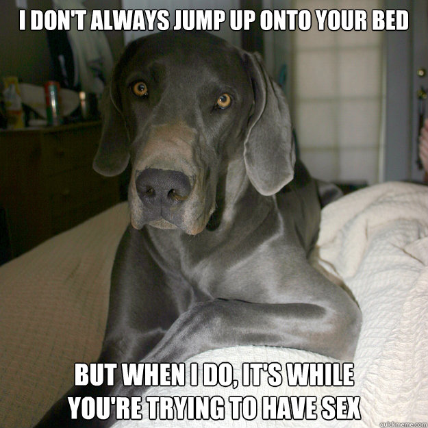 I don't always jump up onto your bed But when I do, it's while 
you're trying to have sex  