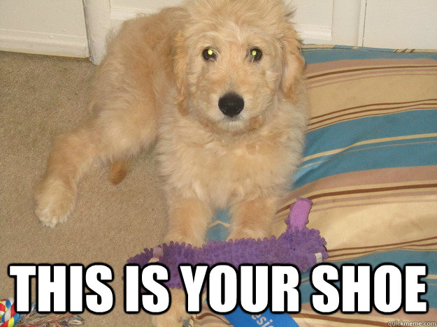  This is your shoe -  This is your shoe  Teddy the Adorable