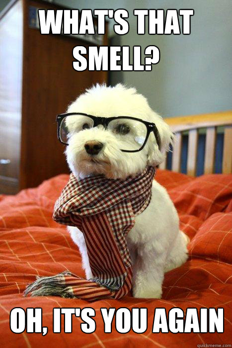 what's that smell? Oh, it's you again - what's that smell? Oh, it's you again  Hipster Dog