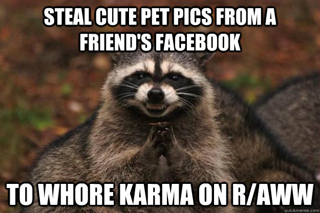 Steal cute pet pics from a friend's facebook To whore karma on r/aww  Evil Plotting Raccoon