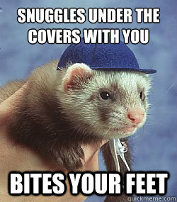 Snuggles under the covers with you bites your feet  Scumbag ferret