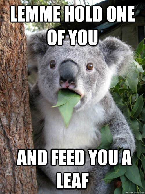 Lemme hold one of you  and feed you a leaf  koala bear