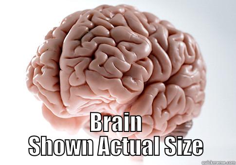 little brain -  BRAIN SHOWN ACTUAL SIZE Scumbag Brain