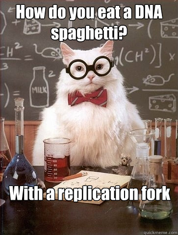 How do you eat a DNA spaghetti? With a replication fork  Chemistry Cat