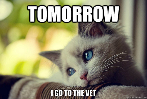 Tomorrow I go to the vet  First World Problems Cat