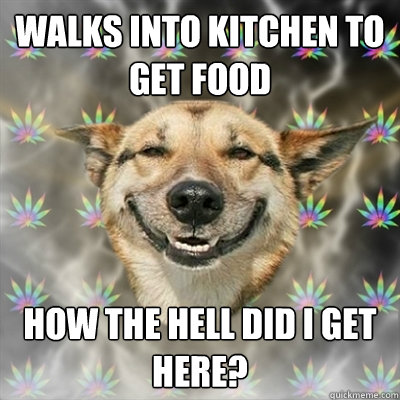 Walks into kitchen to get food How the hell did i get here? - Walks into kitchen to get food How the hell did i get here?  Stoner Dog