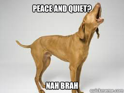 Peace and quiet? Nah Brah - Peace and quiet? Nah Brah  Misc