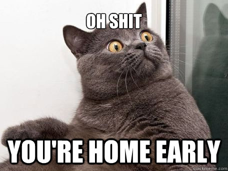 OH SHIT you're home early  conspiracy cat