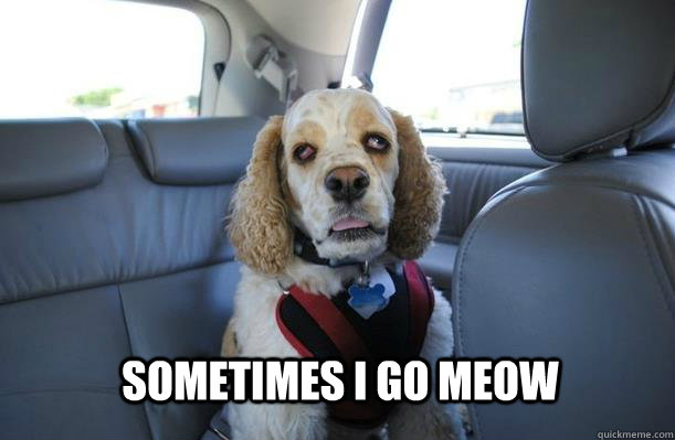 sometimes i go meow  10 Dog