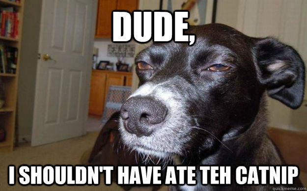 Dude, I shouldn't have ate teh catnip  Skeptical Mutt