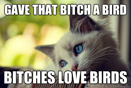 gave that bitch a bird bitches love birds  First World Problems Cat