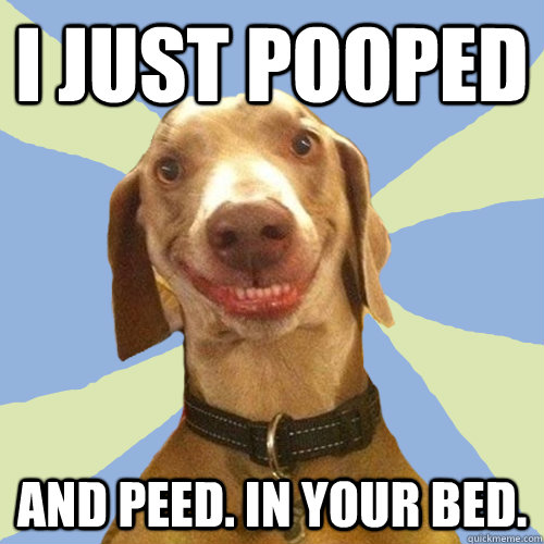 I JUST POOPED AND PEED. IN YOUr bed.  Disgusting Doggy