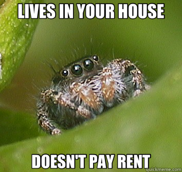 LIVES IN YOUR HOUSE DOESN'T PAY RENT  Misunderstood Spider