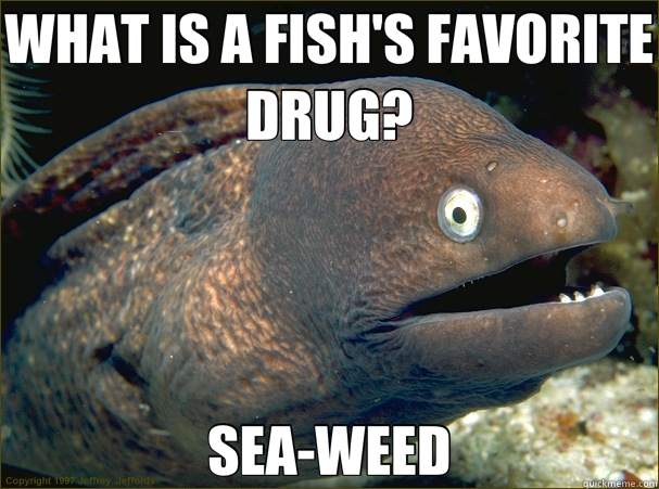 WHAT IS A FISH'S FAVORITE DRUG? SEA-WEED  Bad Joke Eel