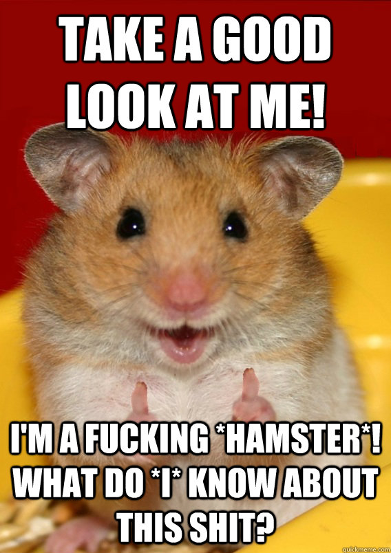 Take a good look at me! I'm a fucking *HAMSTER*! What do *I* know about this shit?  - Take a good look at me! I'm a fucking *HAMSTER*! What do *I* know about this shit?   Rationalization Hamster