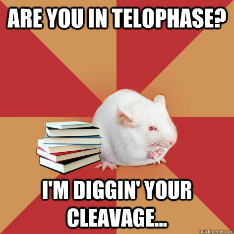 Are you in telophase? I'm diggin' your cleavage...  Science Major Mouse