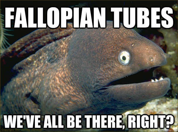 Fallopian tubes We've all be there, right? - Fallopian tubes We've all be there, right?  Bad Joke Eel